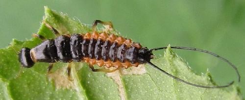 Réf. 185 561 : Drypta dentata